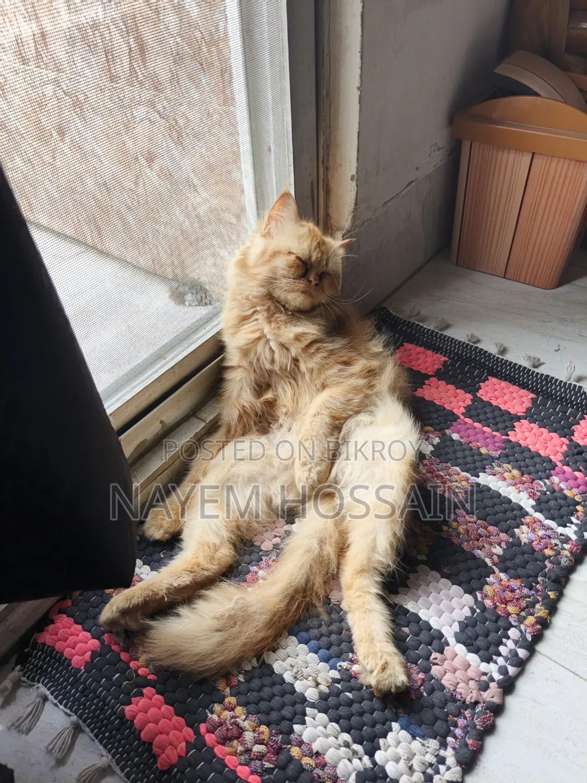 3-6 Months Female Purebred Persian