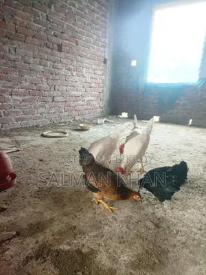দেশি মুরগী