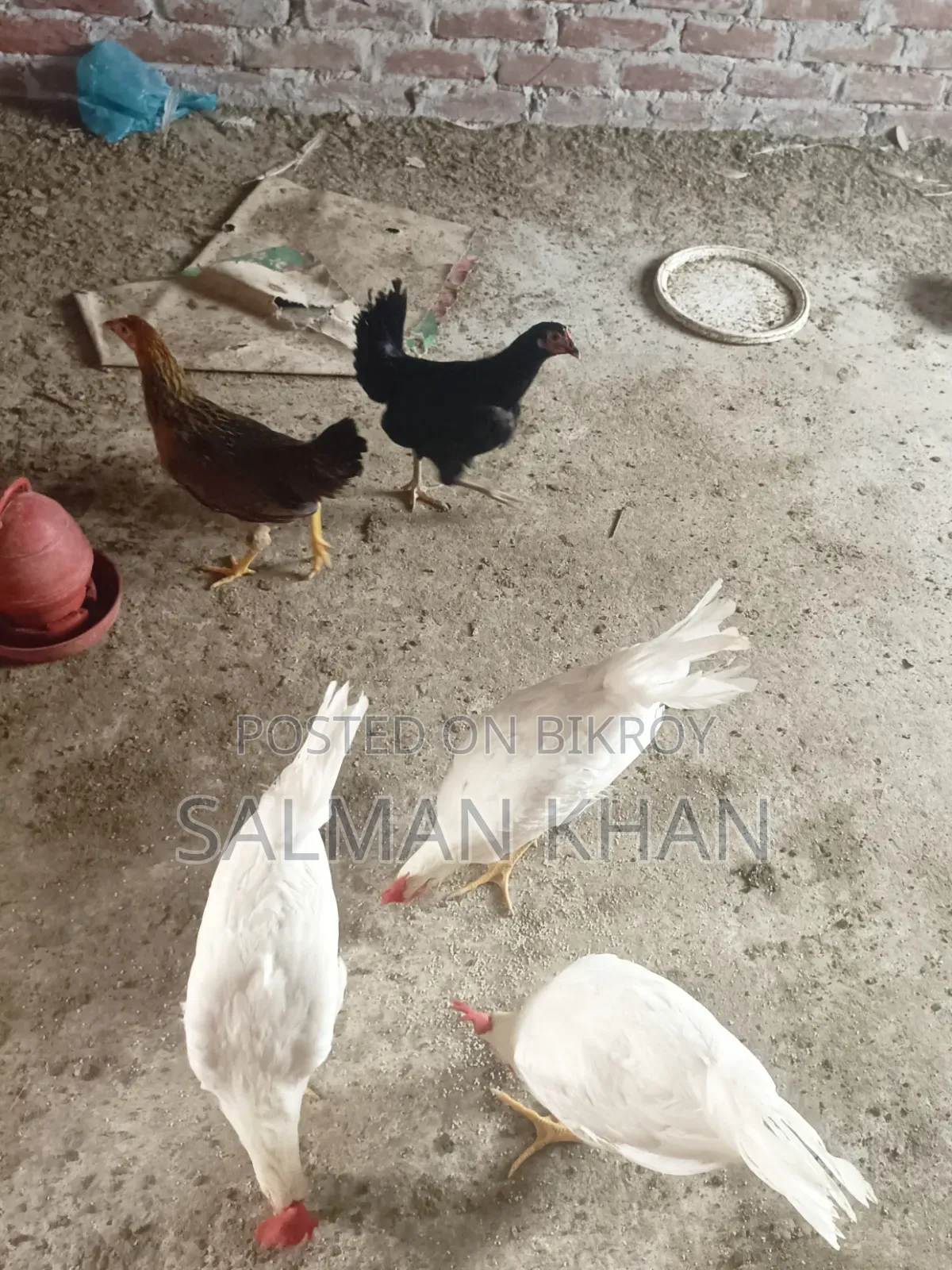 দেশি মুরগী