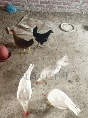 দেশি মুরগী
