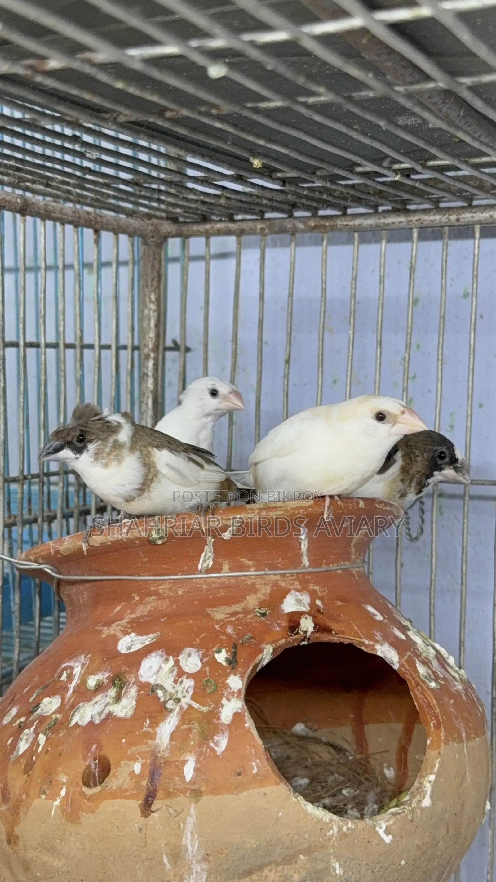 Society Finch Running Pair