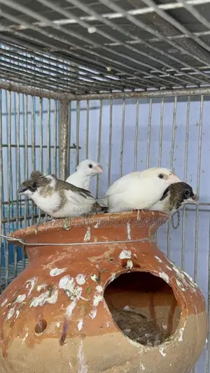 Society Finch Running Pair