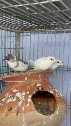 Society Finch Running Pair