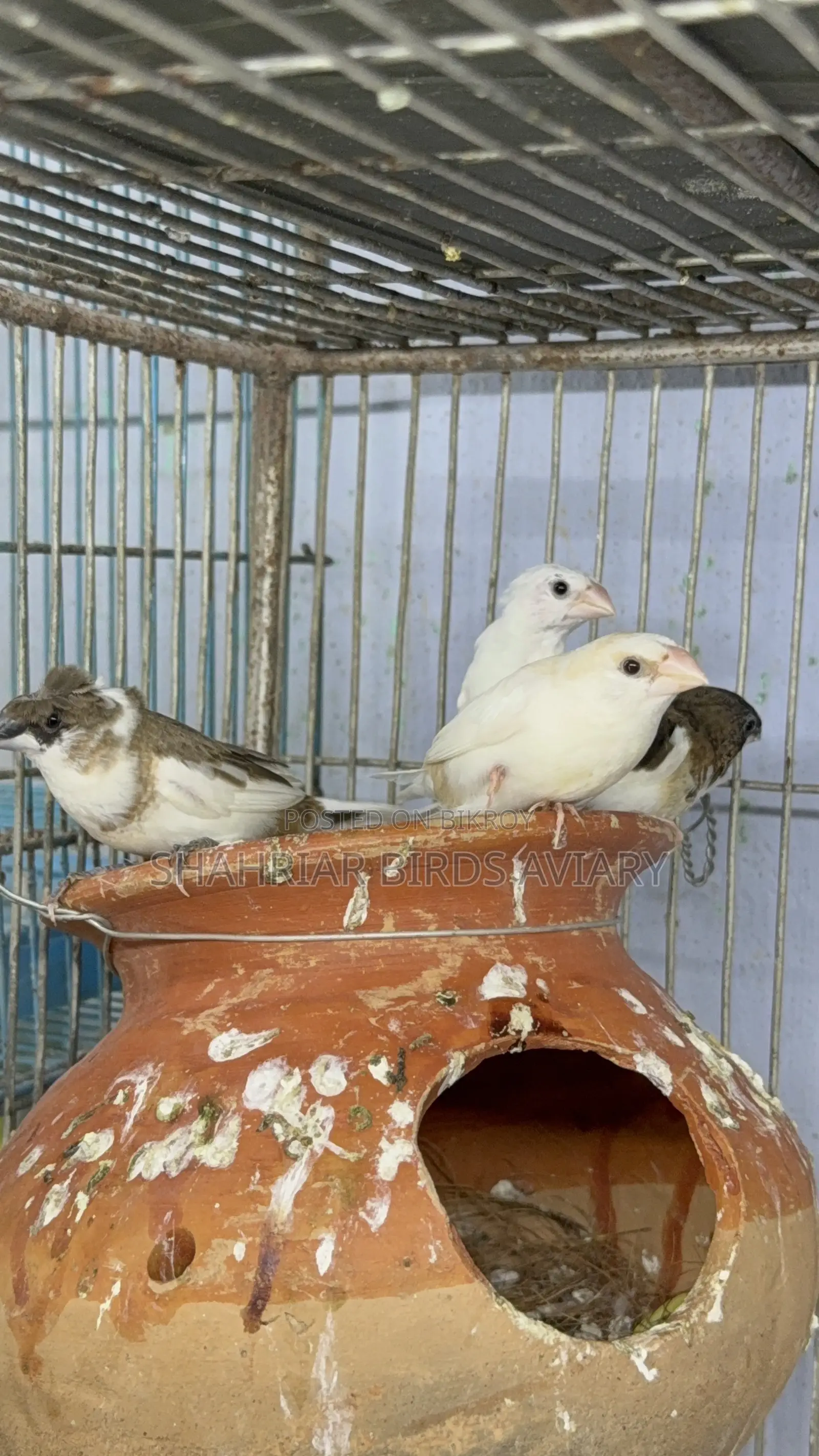 Society Finch Running Pair