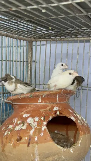 Society Finch Running Pair