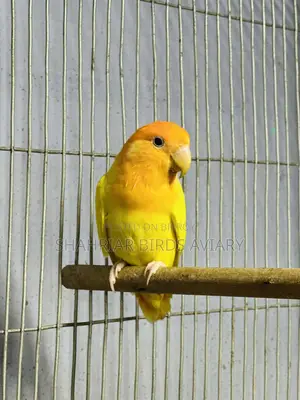 Lovebird Opaline (Running Female)