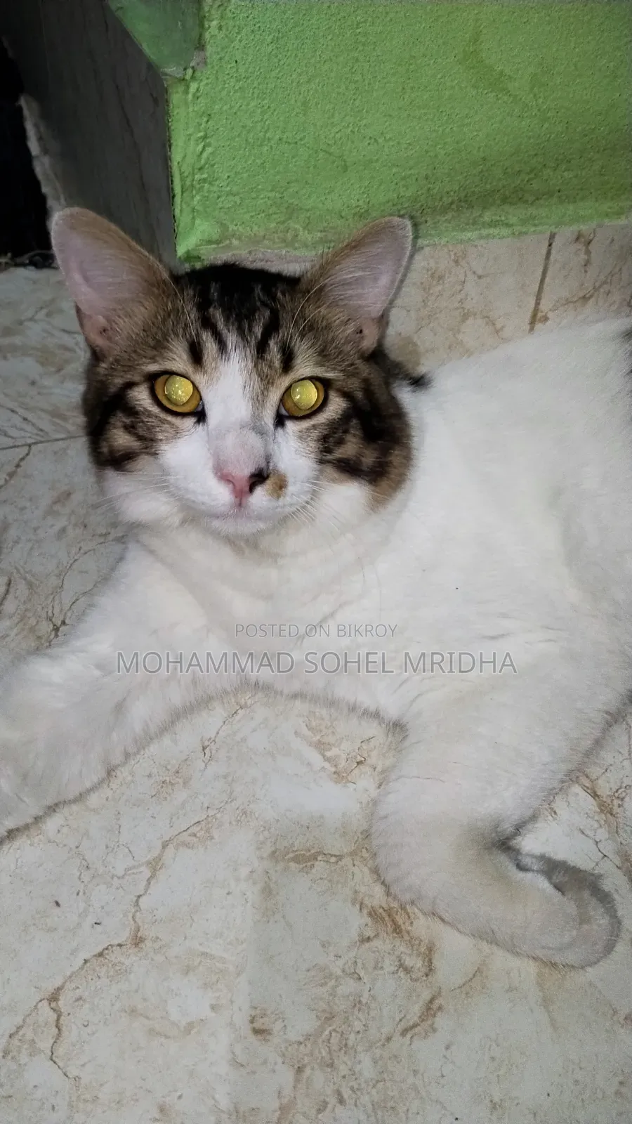 ১+ বছরের পুরুষ মিক্সড ব্রিড পার্সিয়ান