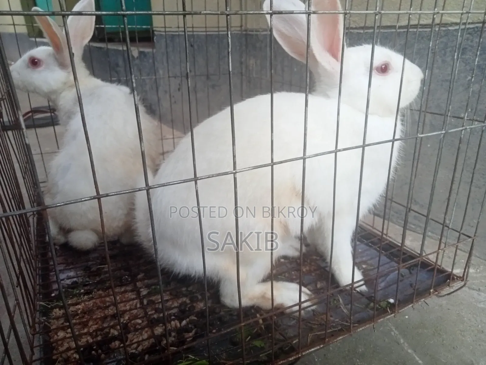 White Active Rabbit Pair for Sale | Gives Large Sized Babies