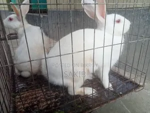 White Active Rabbit Pair for Sale | Gives Large Sized Babies