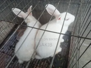 White Active Rabbit Pair for Sale | Gives Large Sized Babies