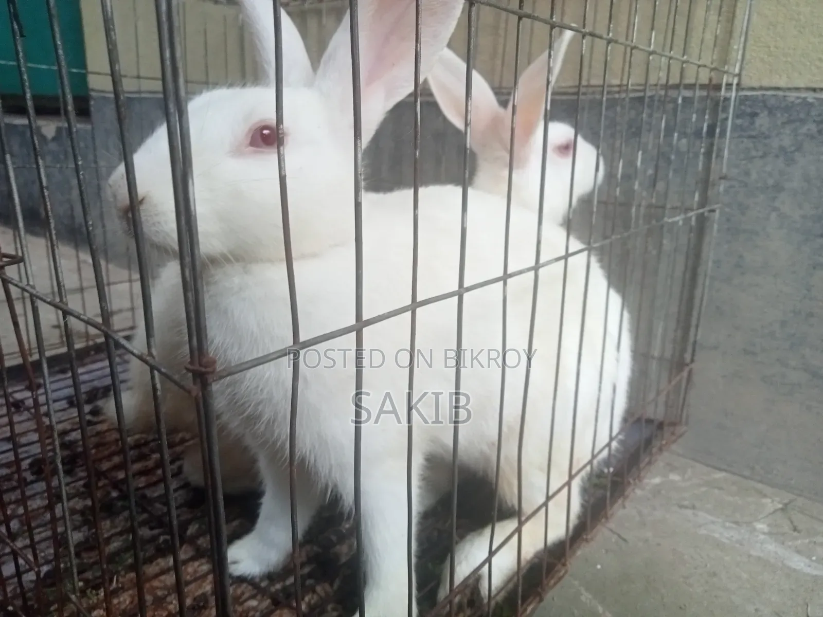 White Active Rabbit Pair for Sale | Gives Large Sized Babies