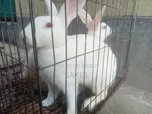 White Active Rabbit Pair for Sale | Gives Large Sized Babies