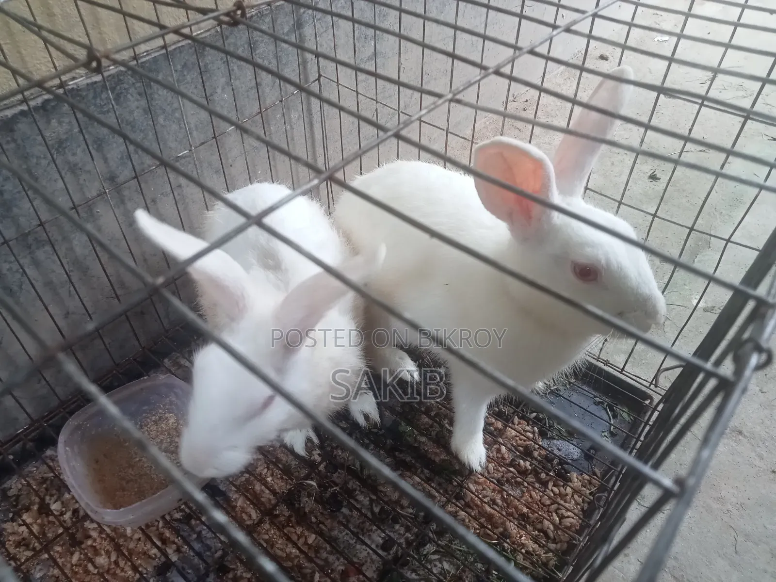 White Active Rabbit Pair for Sale | Gives Large Sized Babies