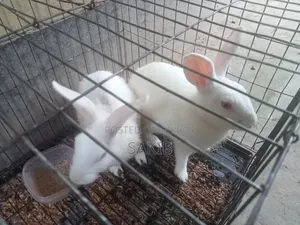 White Active Rabbit Pair for Sale | Gives Large Sized Babies