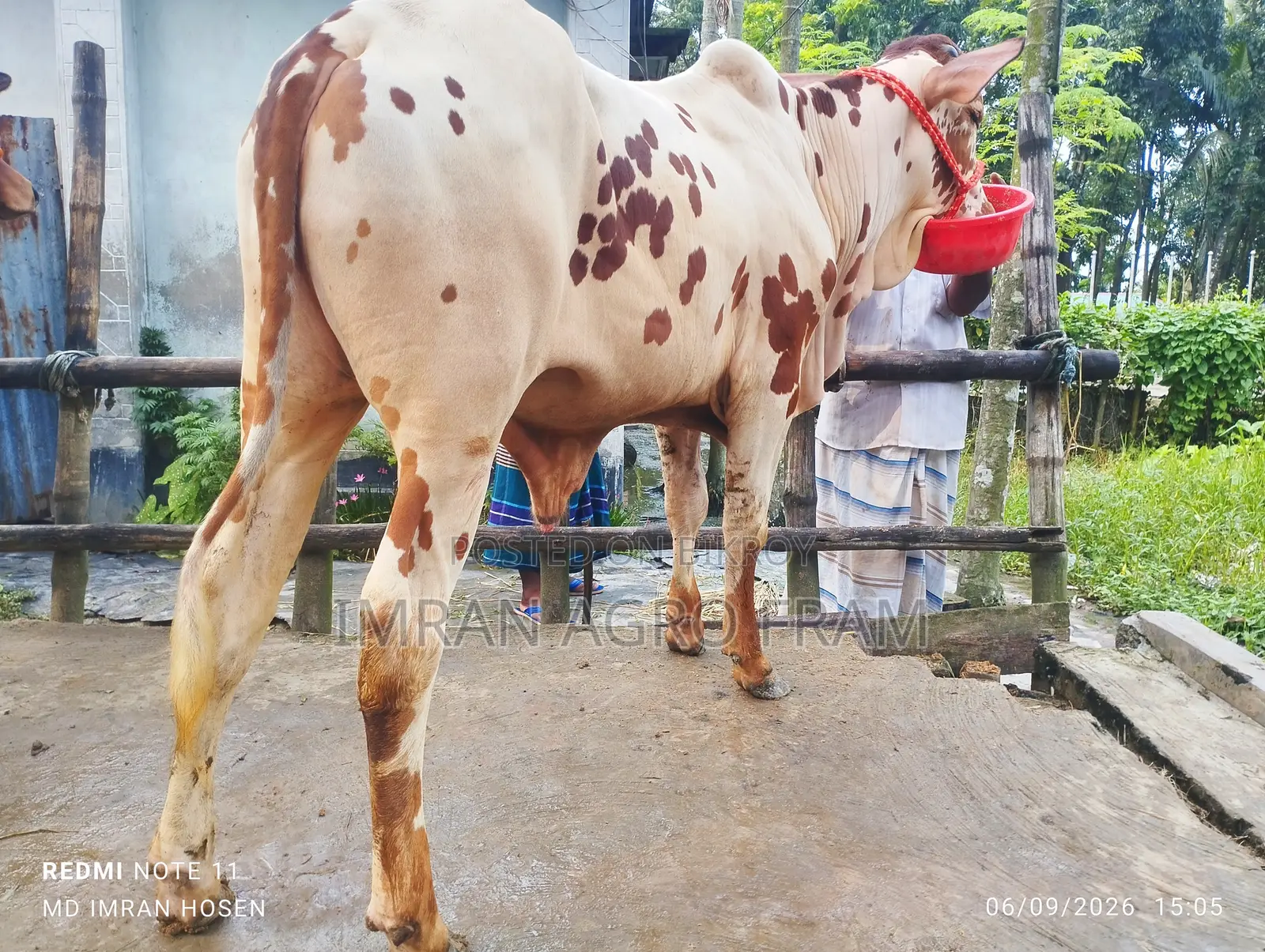 Buy 5 100% Sahiwal, ready for upcoming Qurbani, with cash on delivery.