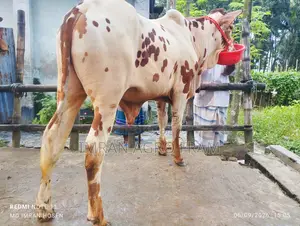 Buy 5 100% Sahiwal, ready for upcoming Qurbani, with cash on delivery.