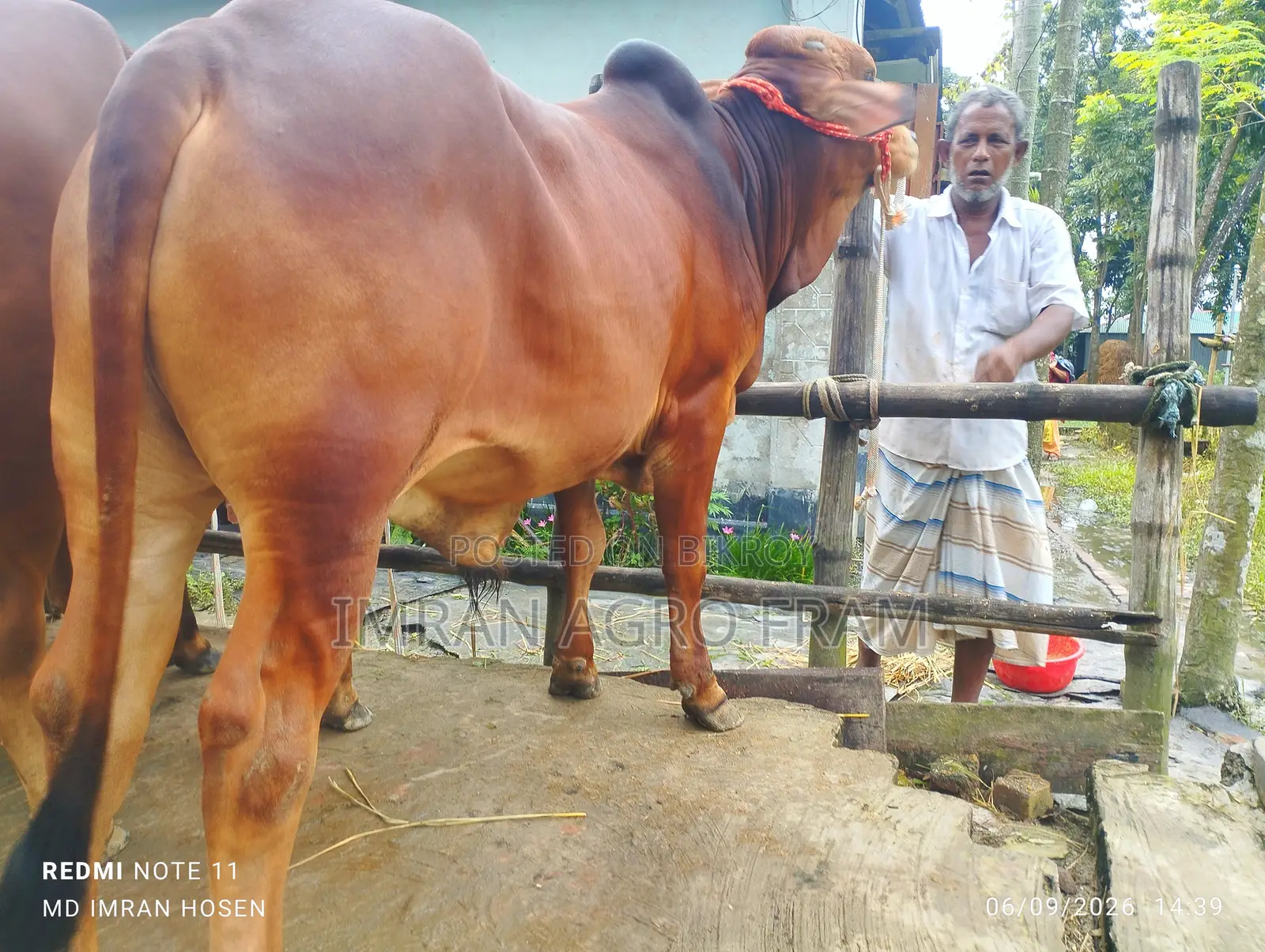 Buy 5 100% Sahiwal, ready for upcoming Qurbani, with cash on delivery.