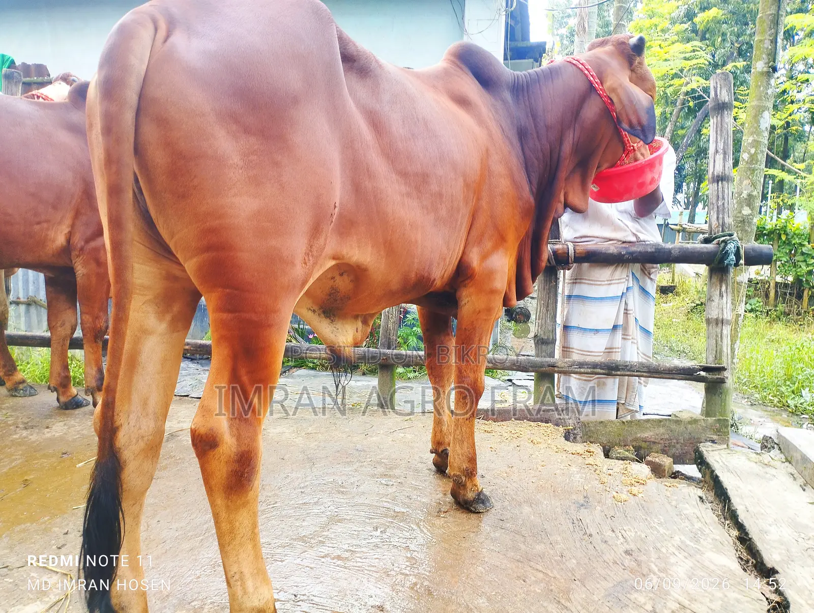 Buy 5 100% Sahiwal, ready for upcoming Qurbani, with cash on delivery.