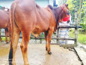 Buy 5 100% Sahiwal, ready for upcoming Qurbani, with cash on delivery.