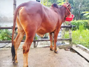 Buy 5 100% Sahiwal, ready for upcoming Qurbani, with cash on delivery.
