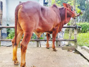 Buy 5 100% Sahiwal, ready for upcoming Qurbani, with cash on delivery.