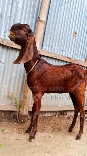 Totapuri Female Baby