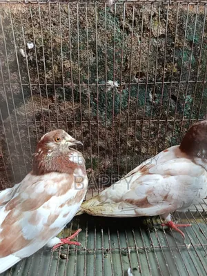 Pigeons for sale