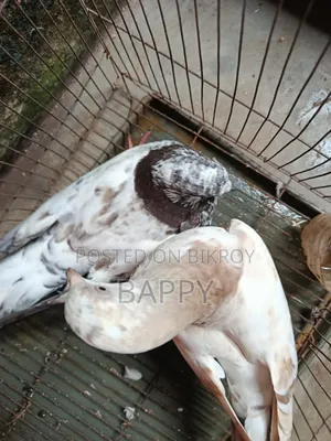 কবুতর বিক্রি হবে