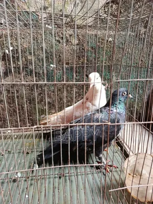 কবুতর বিক্রি হবে