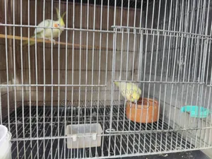 Cockatiel Lutino