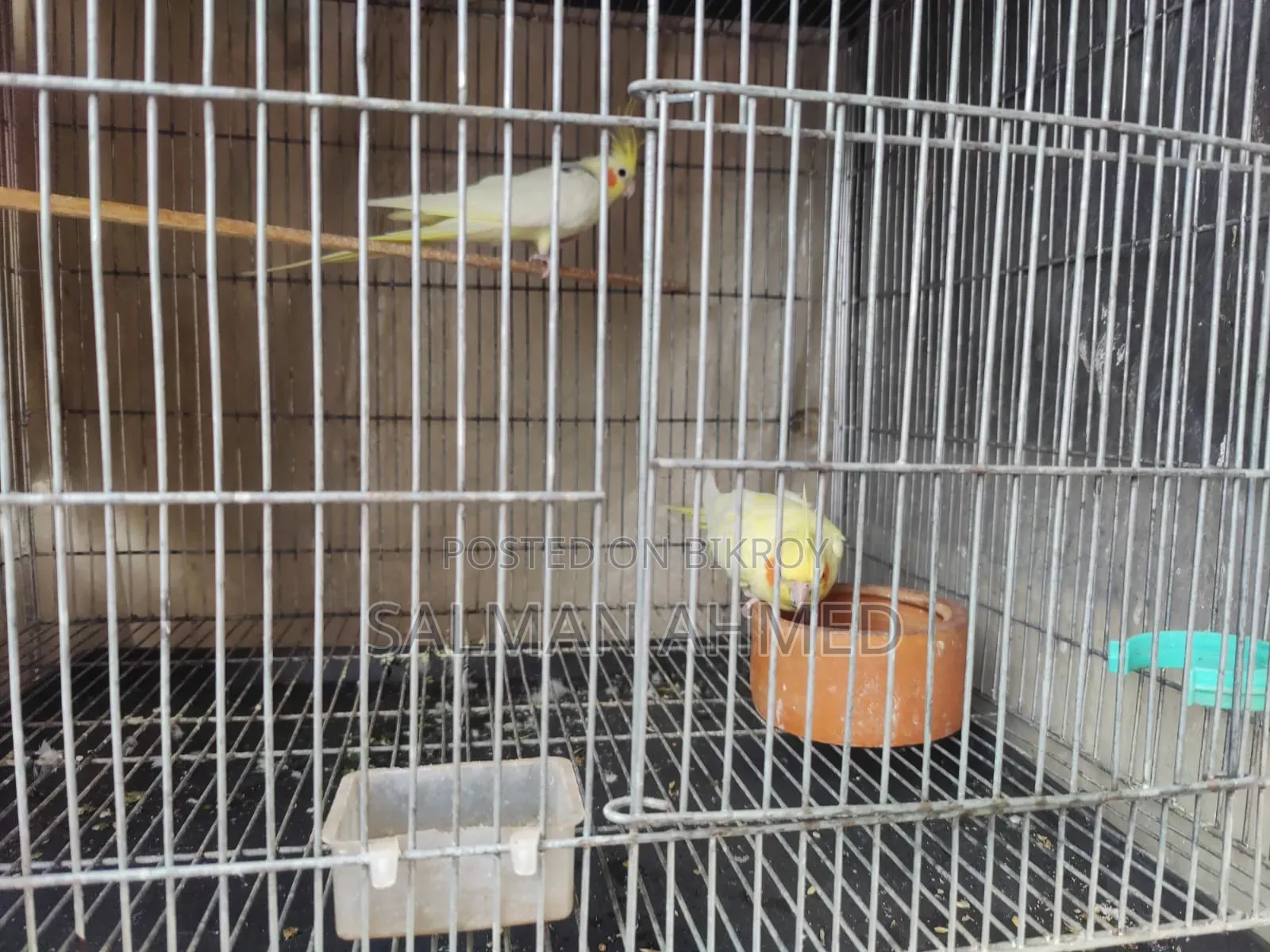 Cockatiel Lutino