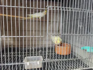 Cockatiel Lutino