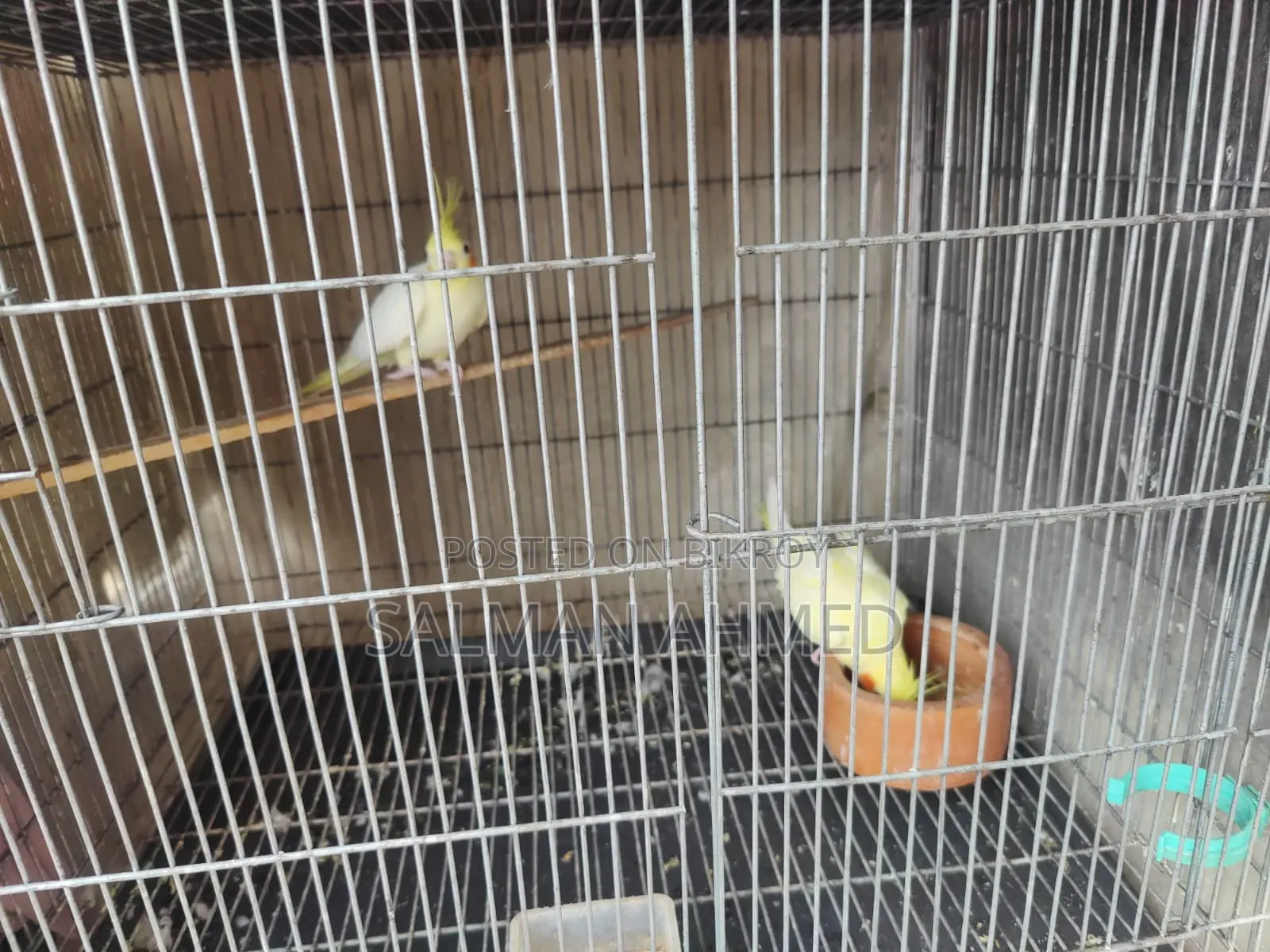 Cockatiel Lutino