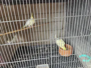 Cockatiel Lutino