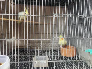 Cockatiel Lutino