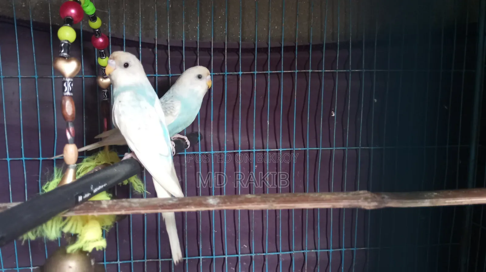 New Adult Budgie