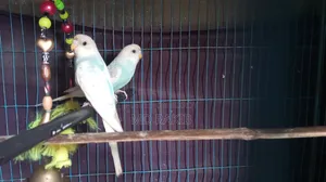 New Adult Budgie