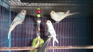New Adult Budgie