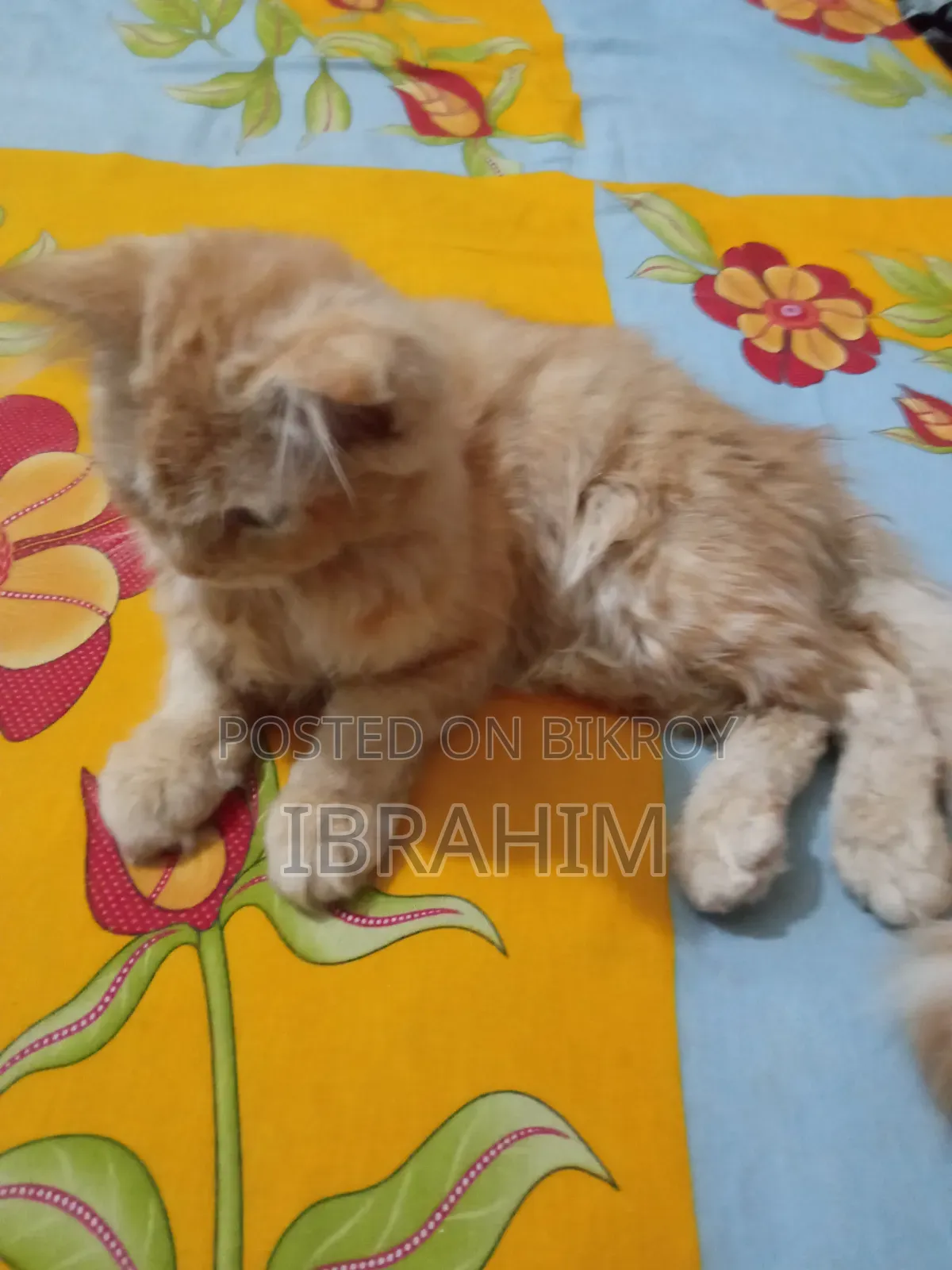 3-6 Months Female Purebred Persian