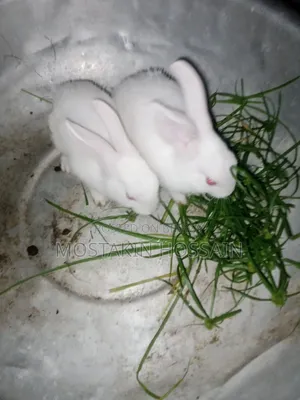 Rabbit Babies for Sale