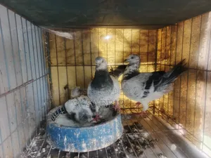 Grizzle Pigeons