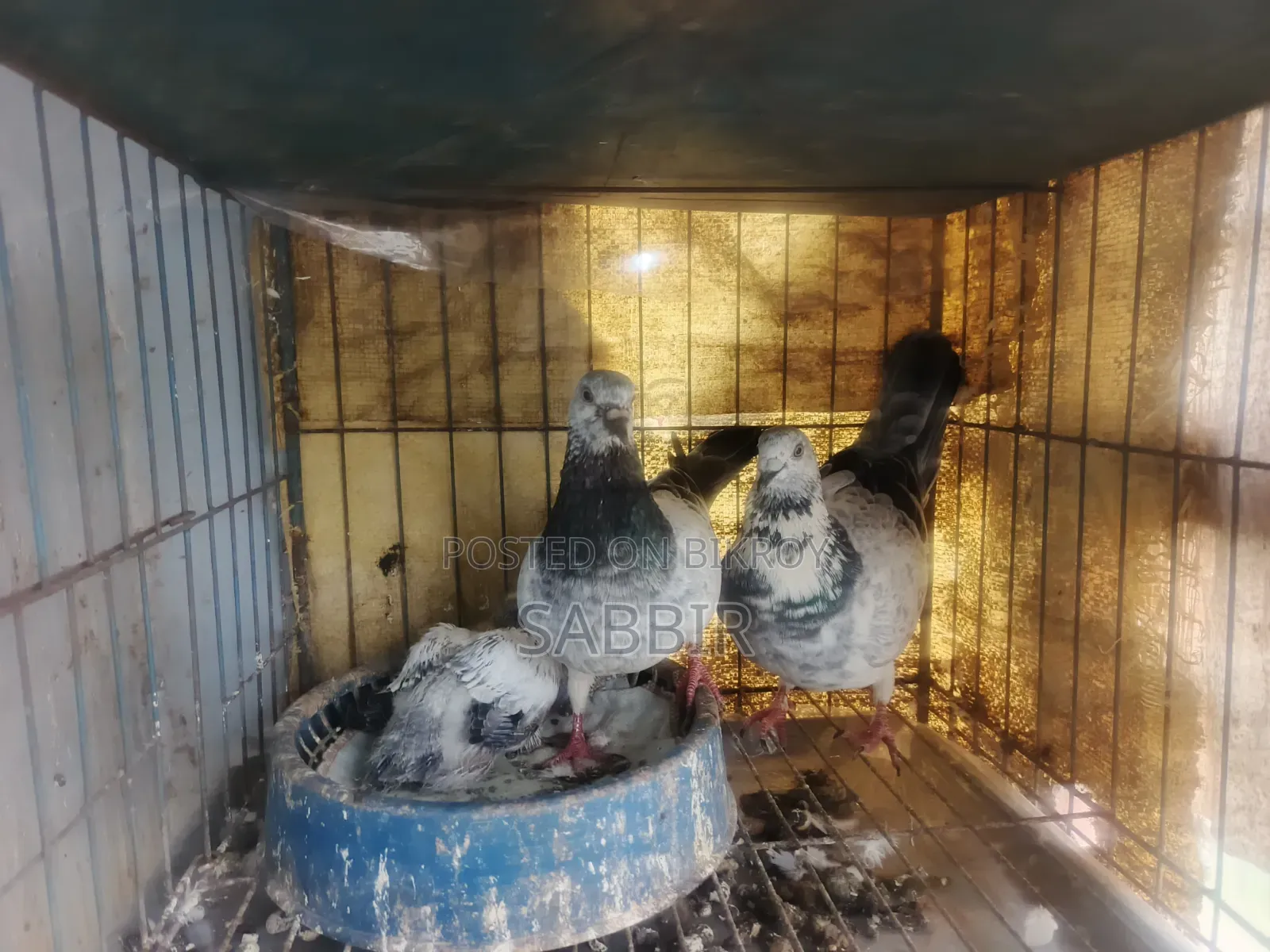 Grizzle Pigeons