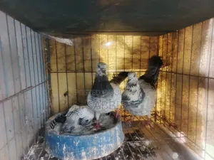 Grizzle Pigeons