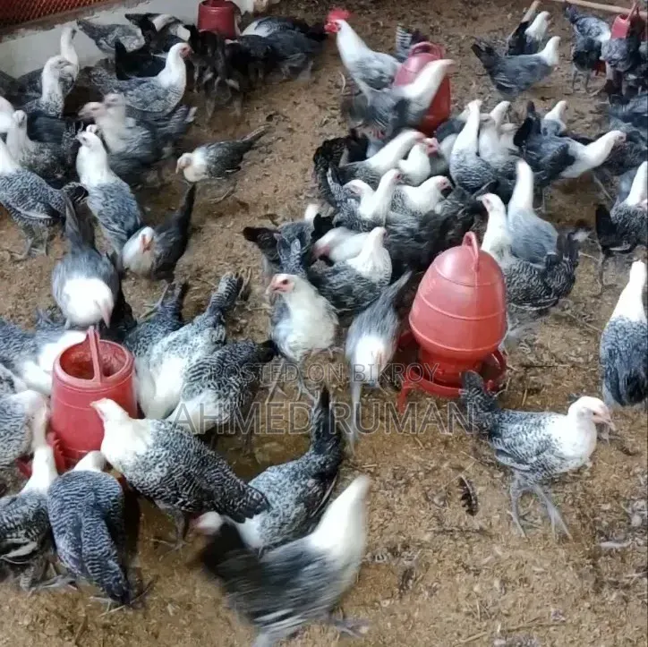 ফাউমি মুরগি