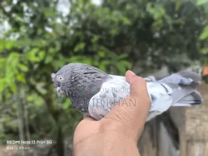 Spring Pigeon