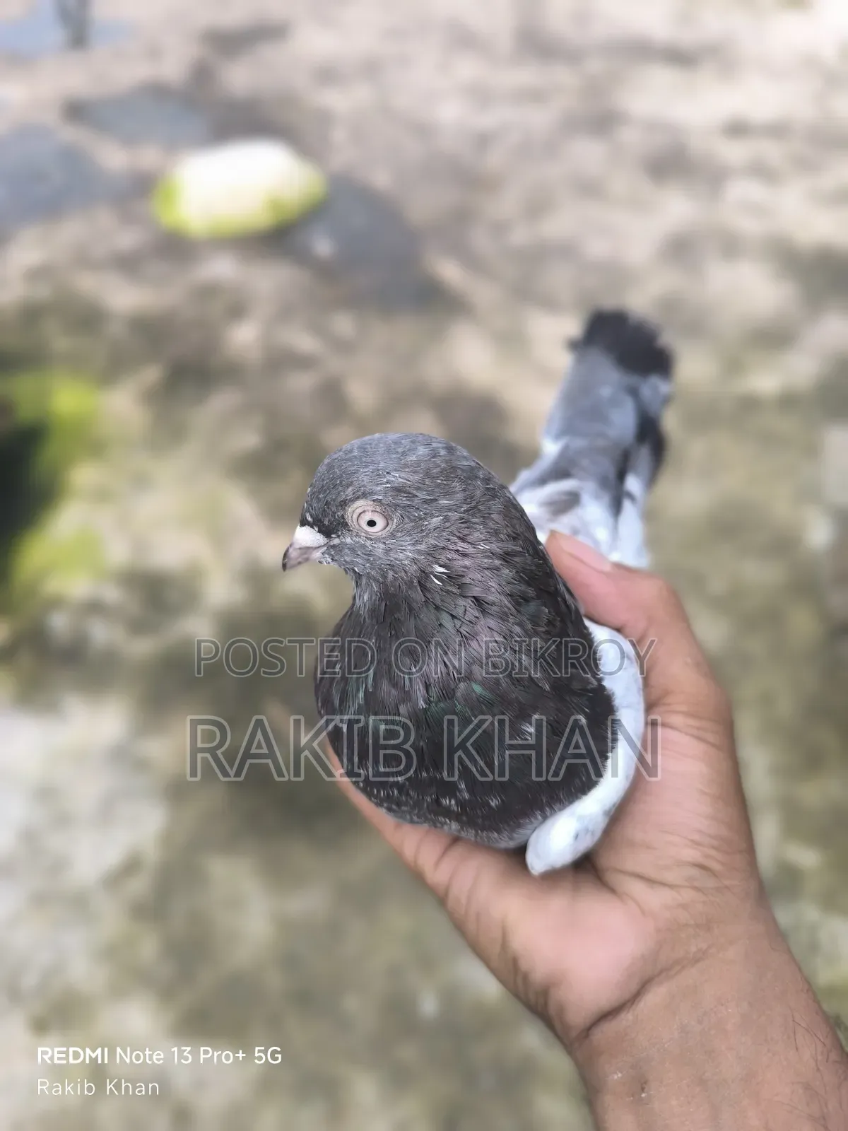 Spring Pigeon