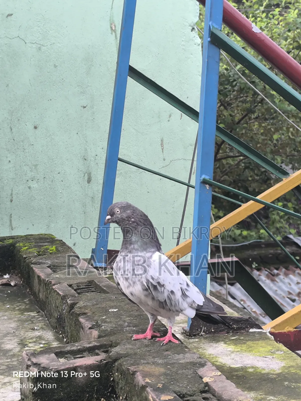 Spring Pigeon