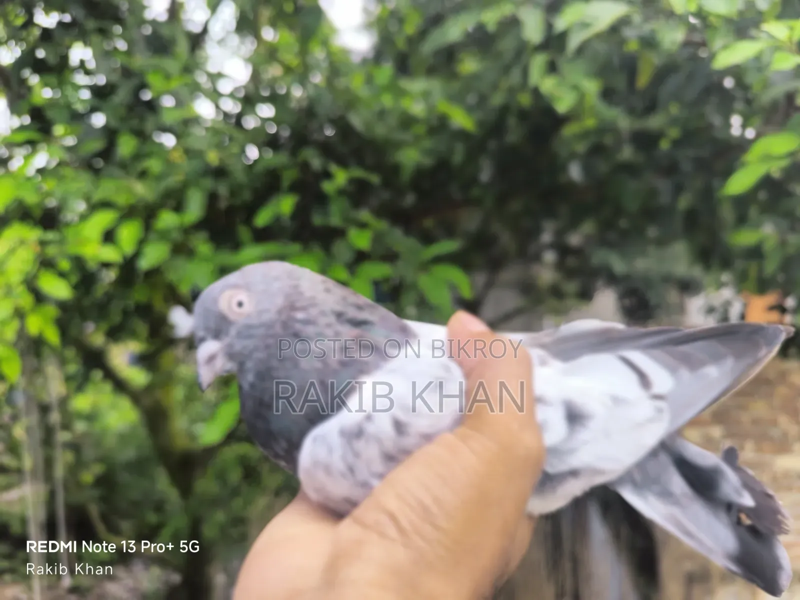 Spring Pigeon