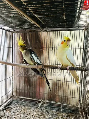 Breeding Pair Cockatiel