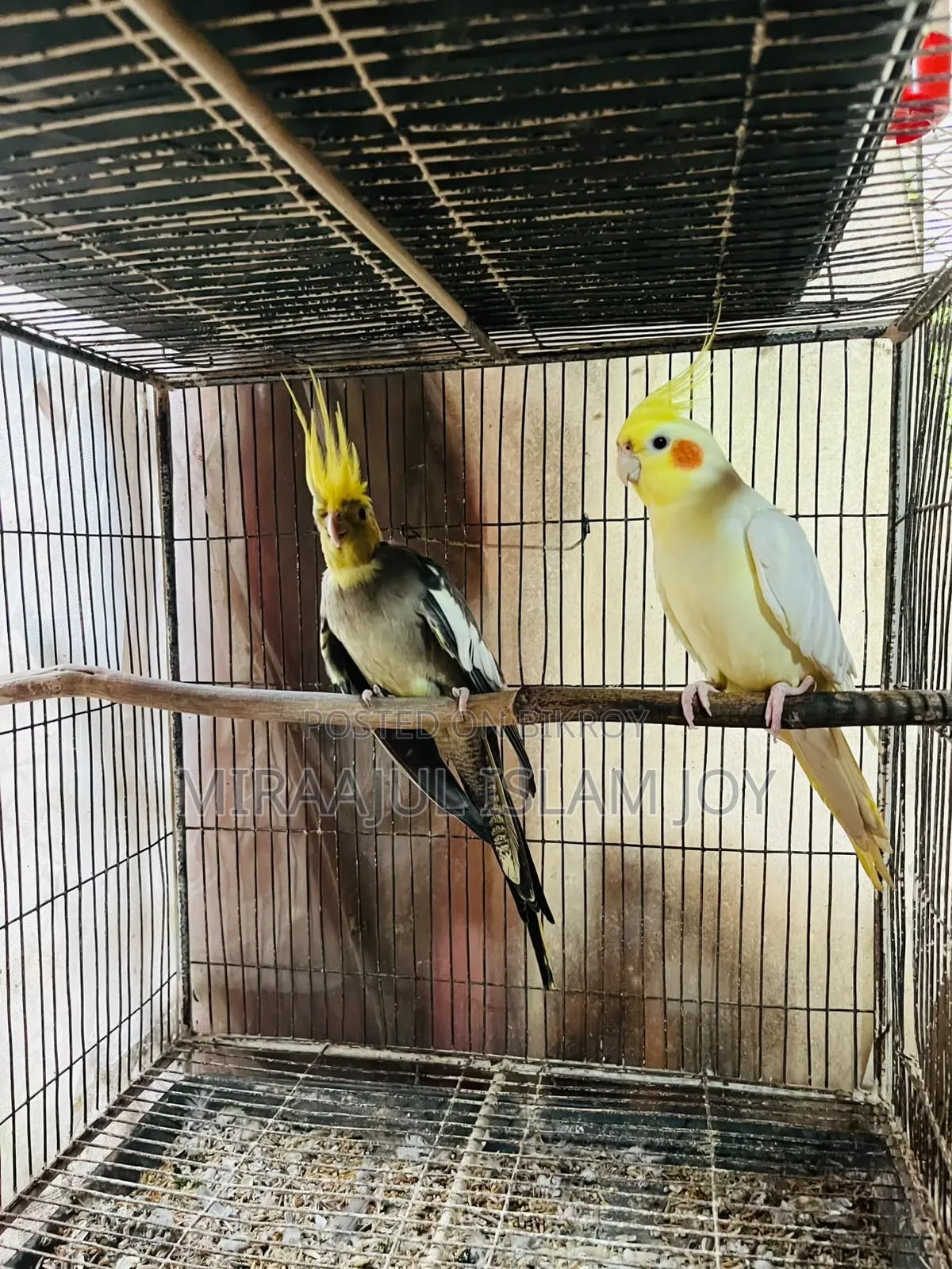 Breeding Pair Cockatiel